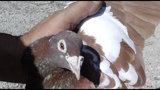 Common Racing Pigeon Bloodlines and Strains [upl. by Fredkin]