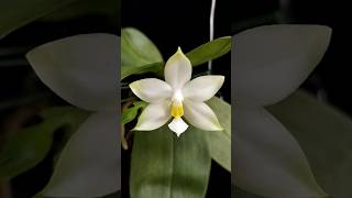 Phalaenopsis violacea var Alba anggrek phalaenopsis orchid orchidsociety [upl. by Shulem]