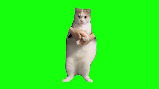 Cat Dancing to EDM  Green Screen [upl. by Llerot182]