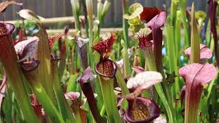 Sarracenia World  Massive Update [upl. by Anneehs]