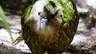 Kakapo Flightless Parrot  Benedict Cumberbatch  BBC Earth [upl. by Goldshell]