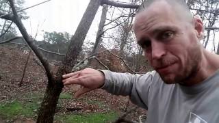 Arborist tips on how to prune your trees [upl. by Derrej37]