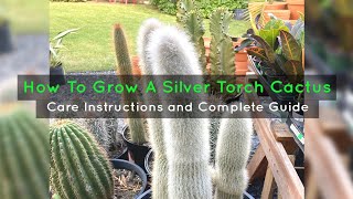 How To Grow A Silver Torch Cactus  Care Instructions and Tips [upl. by Asilrak]