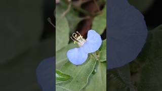 Commelina benghalensis Camera Action  TO BE CONTINUED [upl. by Critchfield]