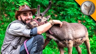 Baby Reindeer Loves Hugs [upl. by Valery397]