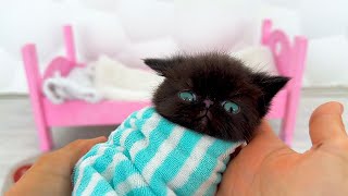 Rescue the Smallest Kitten Ever The SMALLEST Kitten Found a New Home [upl. by Proffitt542]