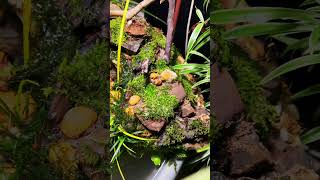 Incredible DIY Patio Mini Pond with Stone Waterfallwatch the full build video [upl. by Ruphina962]