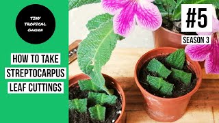 Streptocarpus propagation from leaf cuttings  Tiny Tropical Garden 5 Season 3 [upl. by Elumas]