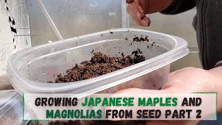 Growing Japanese Maple from Seed and Magnolias too Part 2 [upl. by Orabla]