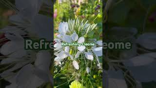 Cleome flower pacificnorthwest garden summer seattle bangladesh paris shortvideo shorts [upl. by Jdavie]