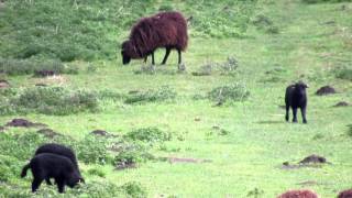 Hebridean amp Manx Loaghtan Sheep amp Lambs [upl. by Angelle]