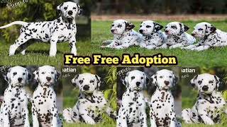 Free Dalmatian puppy 🤩 puppy or dog both are available for adoption 🥰🥰 All india Delhivery available [upl. by Nishom]