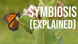 Symbiosis in 5 Minutes What is Symbiosis [upl. by Althee]