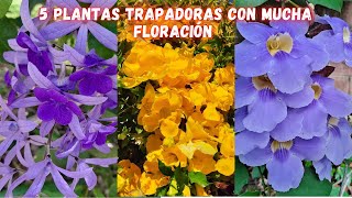 5 PLANTAS TREPADORAS que LLENARAN tu JARDIN de MUCHAS FLORES y FÁCIL CUIDADO [upl. by Eneloj]