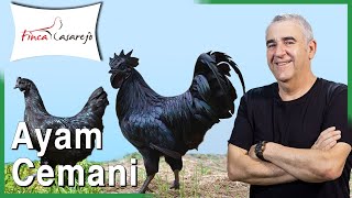 🖤 Ayam Cemani  Gallina completamente negra 🖤 [upl. by Masha]