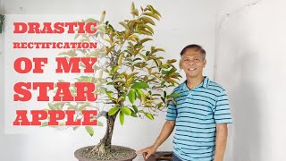 VLOG  17 DRASTIC RECTIFICATION OF MY STAR APPLE CHRYSOPHYLLUM CAINITO [upl. by Waine]