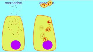 AP1 MEROCRINE APOCRINE amp HOLOCRINE GLANDS [upl. by Lleynad]