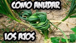 Como Atar Los Ajos En El Huerto  Huerta Organica  La Huertina De Toni [upl. by Evalyn]