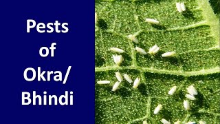 How to manage Insect Pests of Bhindi or Okra Abelmoschus esculentus [upl. by Ayatan]