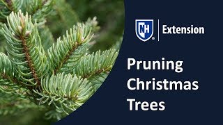 Pruning Christmas Trees [upl. by Eldwon341]