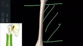 Anatomie de l’humérus en 3d ostéologie du membre supérieur [upl. by Boswell]