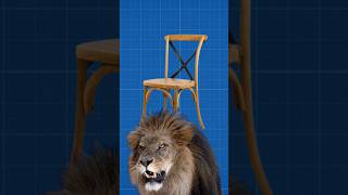 ¿¿Por qué es Facil Domar a un León Con Una Silla curiosidades shortsfeed shorts animales [upl. by Macy]