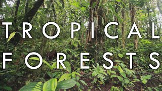 Tropical Rainforest and Tropical Seasonal Forest  Biomes1 [upl. by Ahsiemaj]