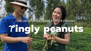 Tracing our Sichuan pepper origins Tingly Peanuts Edition [upl. by Ettenil]