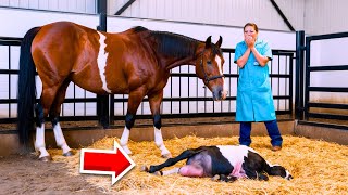 La Reacción del Veterinario al Ver el Nacimiento de Esta Yegua Te Dejará Impactado [upl. by Cranford]