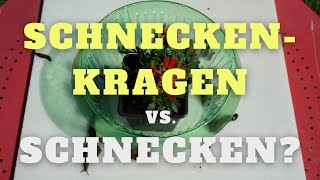 Können Schneckenkragen Schneckenbefall verhindern Im Test [upl. by Ariec]