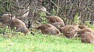 Perdix perdix  Grey partridge  Patrijs  Perdrix grise  Rebhuhn [upl. by Ybbed]