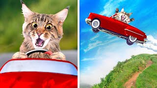 CATS CAR RACE [upl. by Breena]