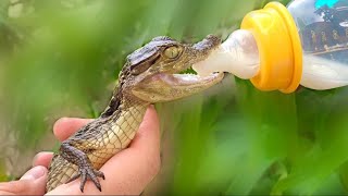 FEEDING CUTE BABY CAIMAN [upl. by Iramaj]