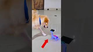 मेरा डॉगी क्यों छुप गया😭 funnydogs shorts [upl. by Cleopatre]