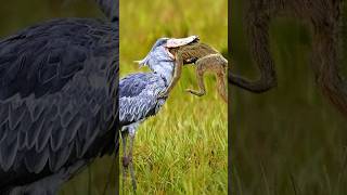 The Patient Predator Hunting Tactics of the Shoebill Bird Shoebill birds shorts [upl. by Baalbeer]