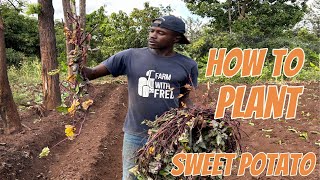 How to plant sweet potatoes garden [upl. by Nageam]