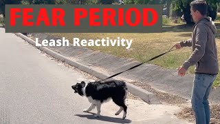 Leash reactivity is common during a fear period heres how to handle it [upl. by Adachi402]