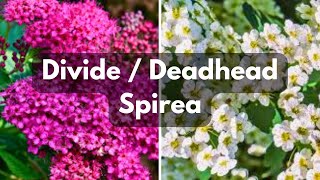 Deadhead amp Divide Spirea [upl. by Nadoj264]