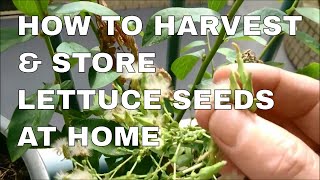 How to Harvest Lettuce Seeds and Store [upl. by Arney396]