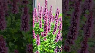 Agastache Beelicious Pink Video [upl. by Alane]