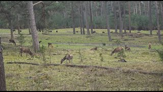 Live wildcam Het Nationale Park De Hoge Veluwe [upl. by Tirzah]