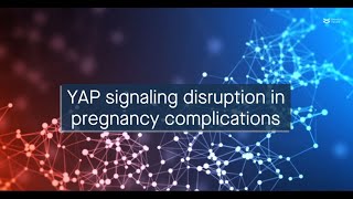 YAP signaling disruption in pregnancy complications [upl. by Lia952]