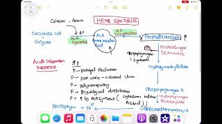 Acute intermittent porphyria haematology 59 First Aid USMLE Step 1 in UrduHindi [upl. by Sedruol357]