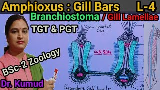 Gill Bars Of Amphioxus Branchiostoma Gill LamellaeL4Primary amp Secondary Gill Bar BSc2 Zoology [upl. by Fanchette]