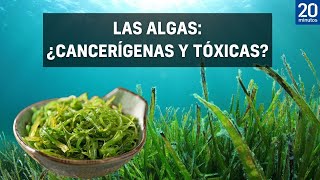 ALGAS Alertan de su consumo por contener METAL CANCERÍGENO y TÓXICO [upl. by Aikenahs]