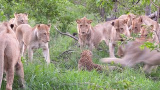 12 LIONS attack LEOPARD [upl. by Ariadne]