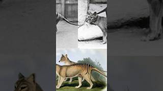 Thylacine The Haunting Mystery of The Tasmanian Tiger [upl. by Daughtry]