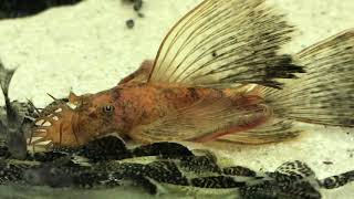 Longfin Calico Bristlenose Pleco Ancistrus sp quot Calicoquot [upl. by Suoicerpal]