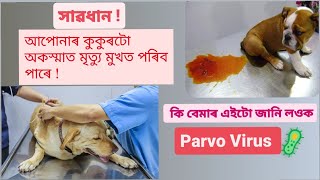 You need to know about Parvo Virus in Dogs  Symptoms causes treatments 🩺🦠💉 [upl. by Raye233]