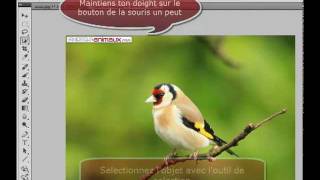 Tutoriel Changer larrièreplan dun objet avec Photoshop CS5 [upl. by Oiramat]